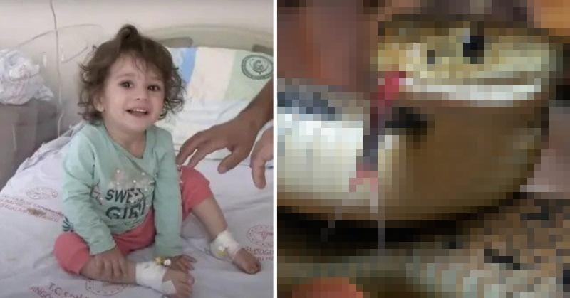 Bitten by a Snake, a Toddler Bites Back—And the Snake Dies! 🤯