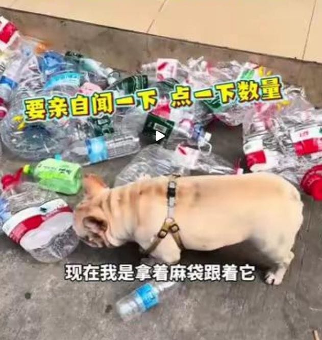 The Bottle-Collecting Dog That Earns More Than Your Intern 🐶