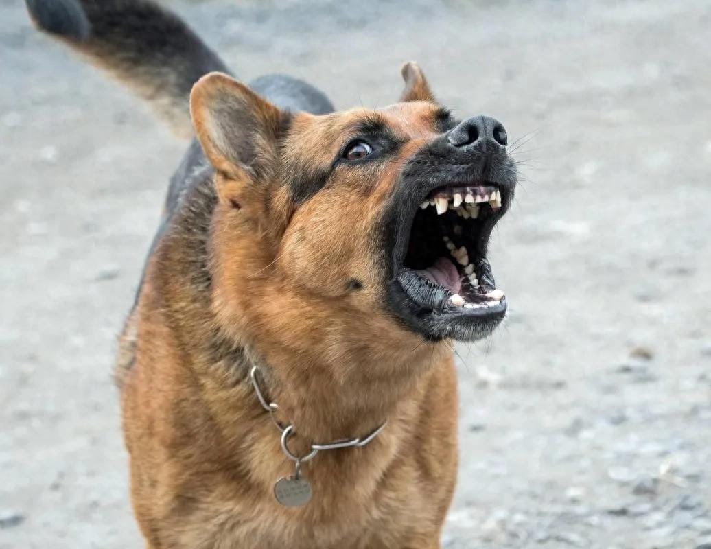 After Deadly Dog Attack, Owner: ‘The Dog Killed Him, Not Me! 🐕