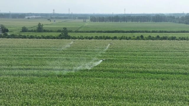 How Drone Technology is Revolutionizing Corn Farming in Gushao Town