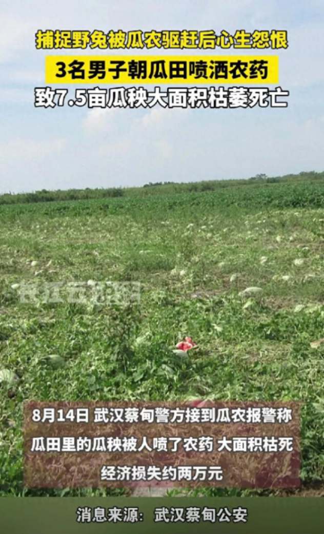 Farmer Loses Entire Year’s Harvest Overnight After Vandals Poison 7.5 Acres of Watermelons