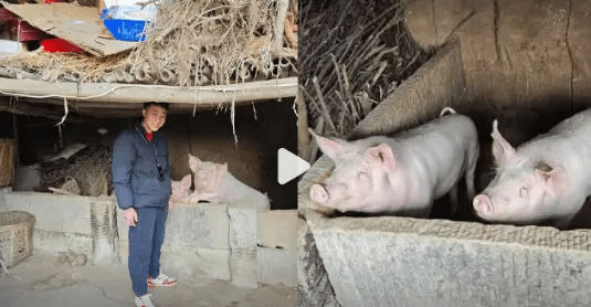 Stolen Pig Found After 3 Months—100 Pounds Heavier! 😂