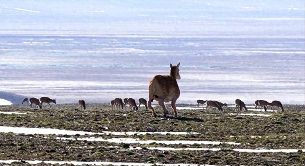 World's First Robotic Antelope Blends Seamlessly into Kekexili Herd