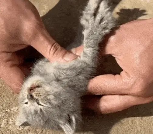 Kitten Rescued After Collapsing and Going Rigid, Saved by CPR