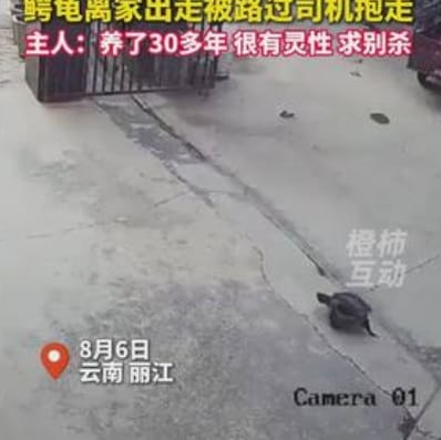 The Great Turtle Escape: When a Pet Crocodile Turtle Went on a Road Trip 🐢🚗