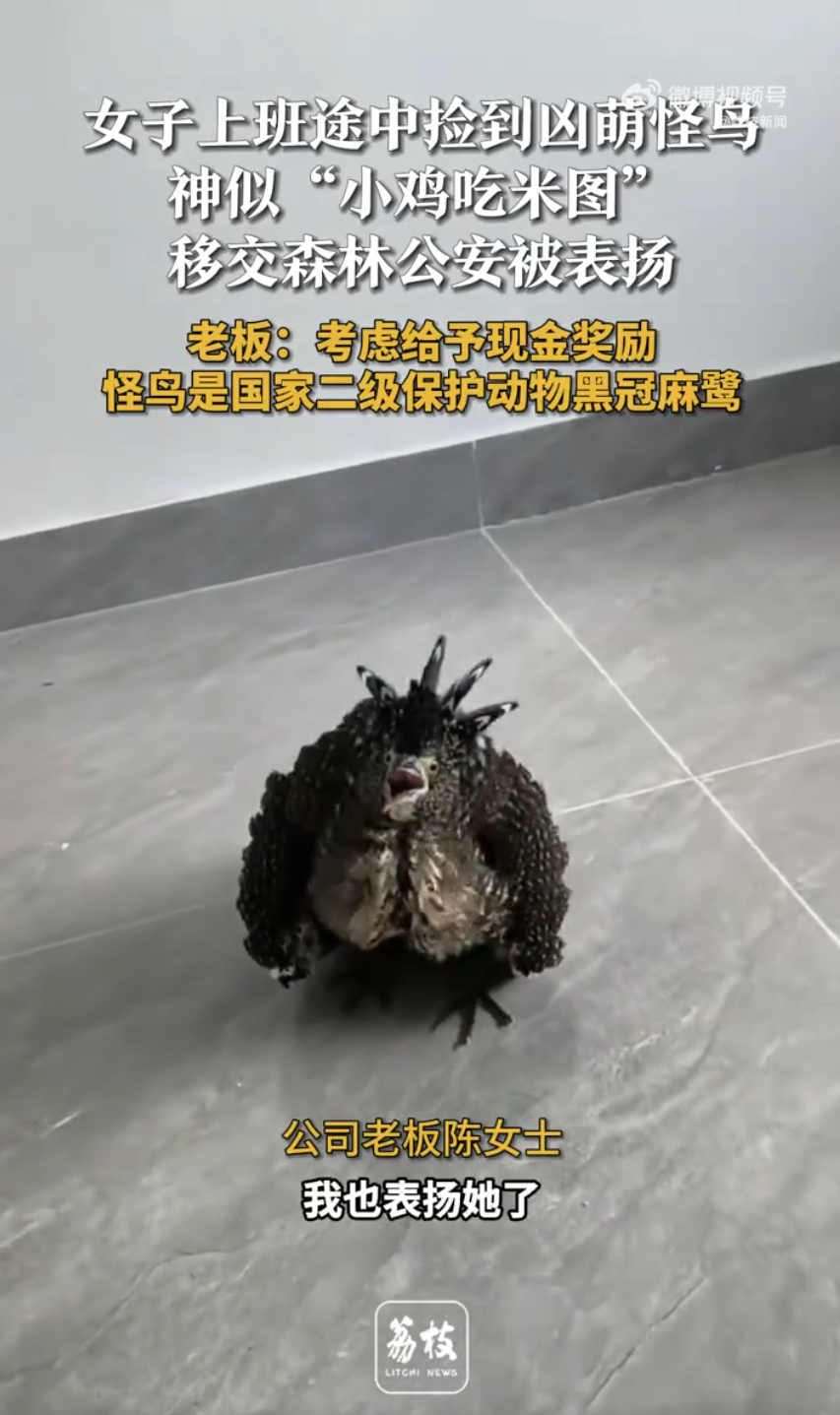 Ugly-Cute Bird Surprise! Woman Finds Protected, Black-Crowned Night Heron on Way to Work 🐦