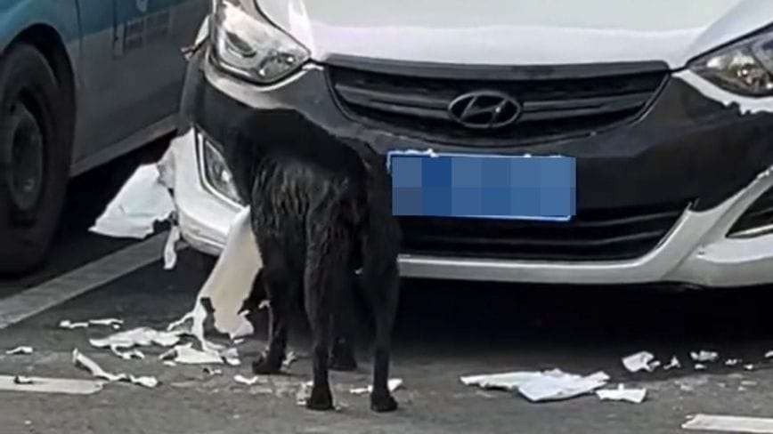 Dog Destroys Parked Car, Biting Off the Front Bumper 🚗🐕