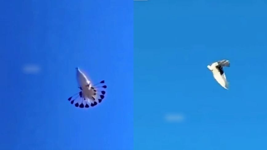 Xinjiang Official Jailed 10 Years for Taking 95 "Flipping Pigeons" as Bribes