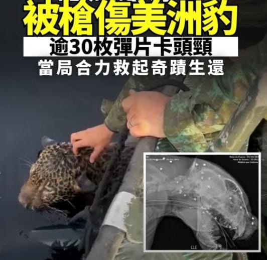 Wounded Jaguar in Brazil Highlights Urgent Wildlife Protection Issues 🐆