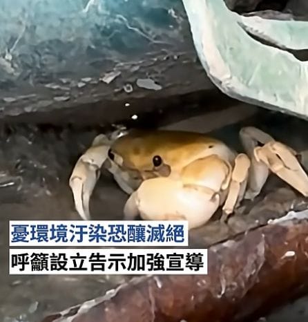 The Alarming Threat to Kaohsiung's Endangered Makatau Freshwater Crab 🦀