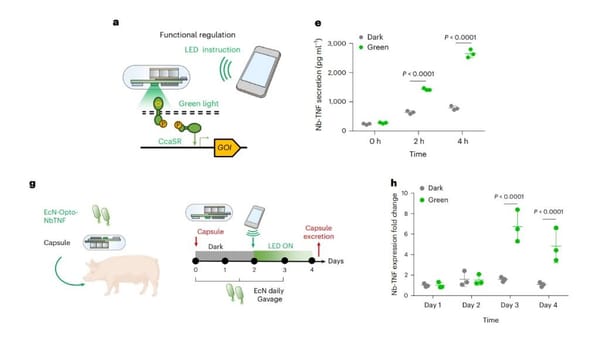 Breakthrough: Remote ‘Dialogue’ Achieved Between Humans and Gut Microbes