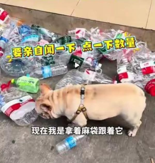 The Bottle-Collecting Dog That Earns More Than Your Intern 🐶
