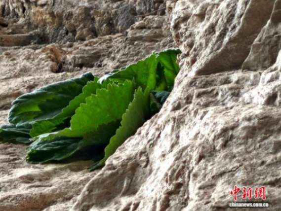 Rare Protected Plant Cliff Cabbage Found on Steep Cliffs in Hubei’s Duheyuan Reserve