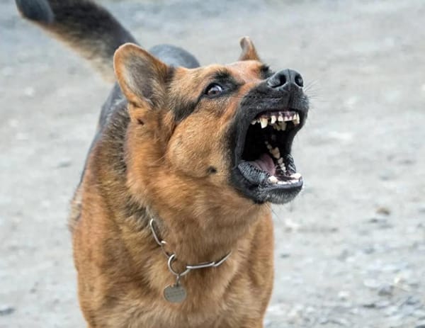 After Deadly Dog Attack, Owner: ‘The Dog Killed Him, Not Me! 🐕
