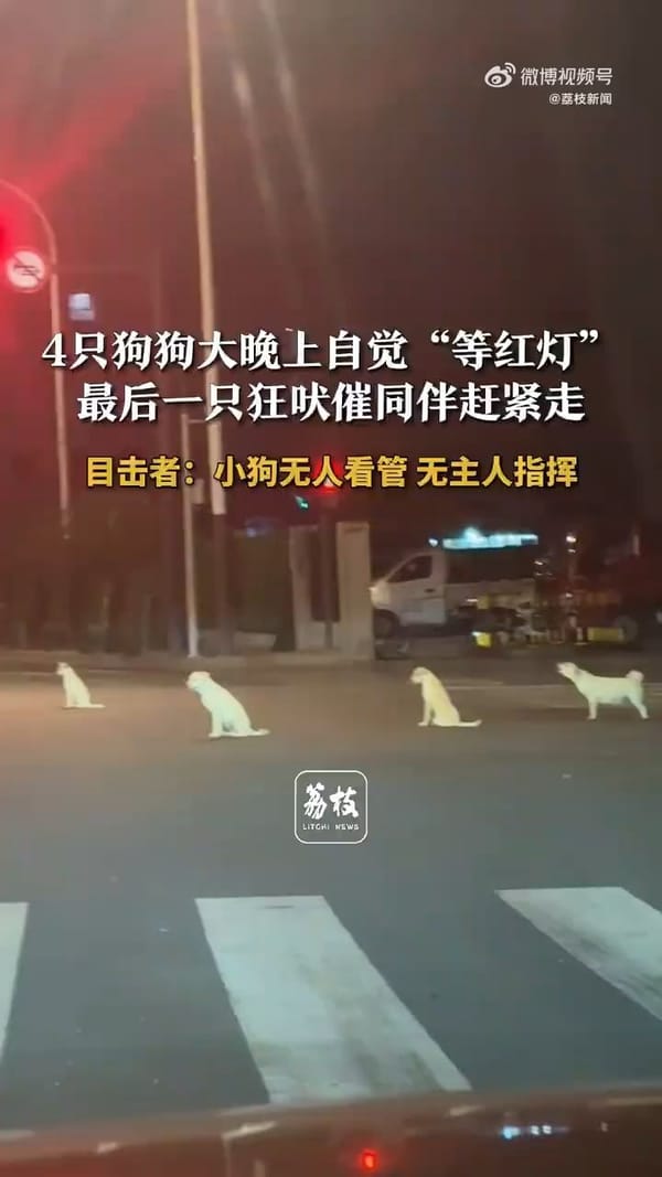 Surprise Street Scene! Four Dogs Queue Up at Night for the Green Light 🐾🚦