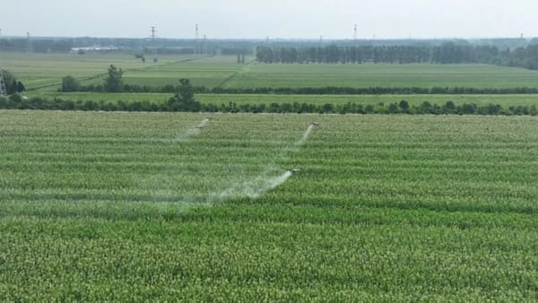 How Drone Technology is Revolutionizing Corn Farming in Gushao Town