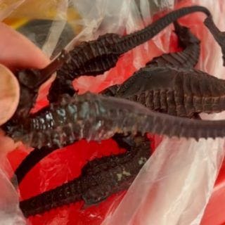 Man Soaks “Medicinal” Seahorse for 7 Years—Turns Out Its Plastic!