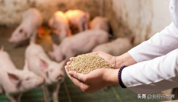 Too Skinny? He Bought Pig Fattening Additives!