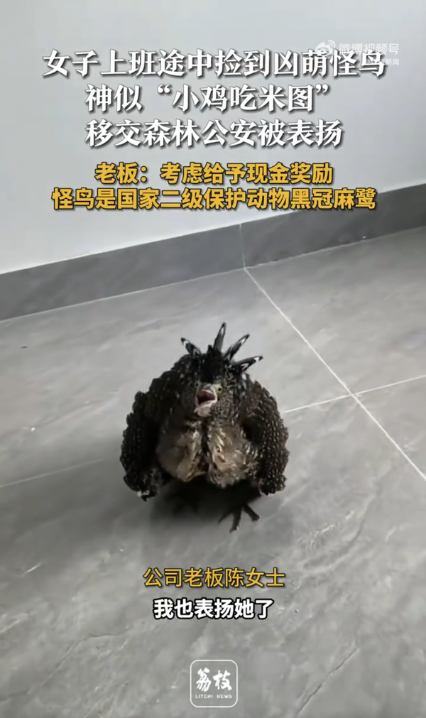 Ugly-Cute Bird Surprise! Woman Finds Protected, Black-Crowned Night Heron on Way to Work 🐦