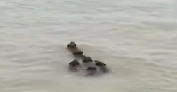 6 Wild Boars Crossing the Yangtze River: Nature’s Unexpected Swimmers 🏊‍♂️🐗