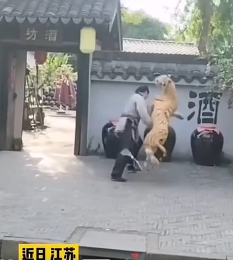 The Hilarious Live Performance of 'Wu Song Fights the Tiger' That Had Everyone in Stitches 😂🐅