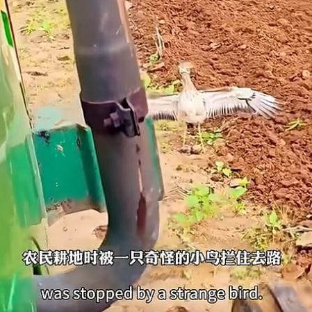 Bird Protects Eggs by Blocking a Tractor: A Heartwarming Tale