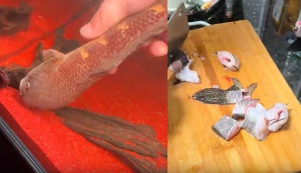 After Five Years of Care, It Ended on the Plate— “Sad, But Delicious”