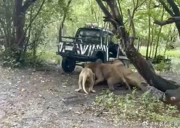 Zookeeper Mauled to Death by Lions at Bangkok Safari World
