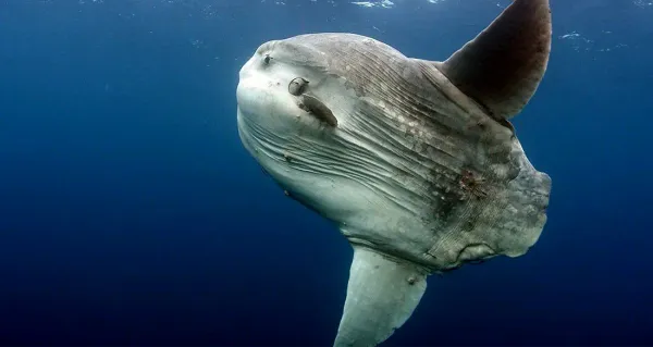 The Fish Nobody Wants: Why Fishermen Always Release the Ocean Sunfish