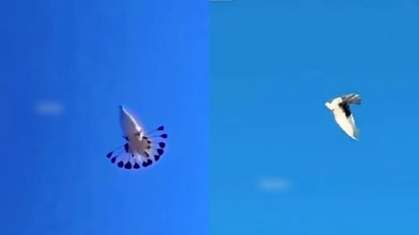 Xinjiang Official Jailed 10 Years for Taking 95 "Flipping Pigeons" as Bribes