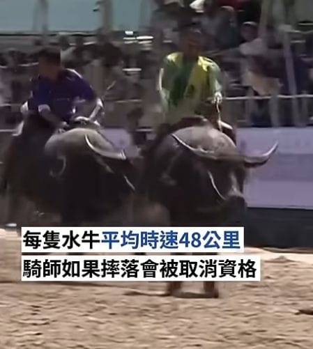 Thailand's Buffalo Racing Festival: A Nostalgic Celebration of Farming Heritage 🐃